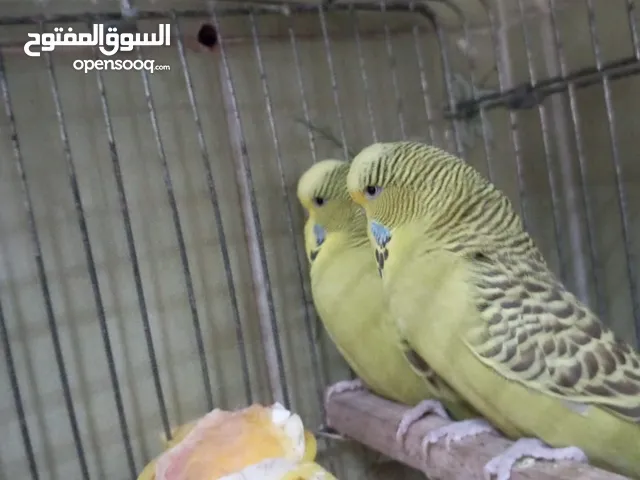 جوز حب هولندي شغال بالصلاة على النبي سبب البيع قلة فضاوة