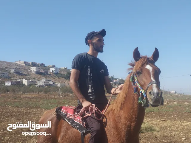 مهر العمر 3 سنين