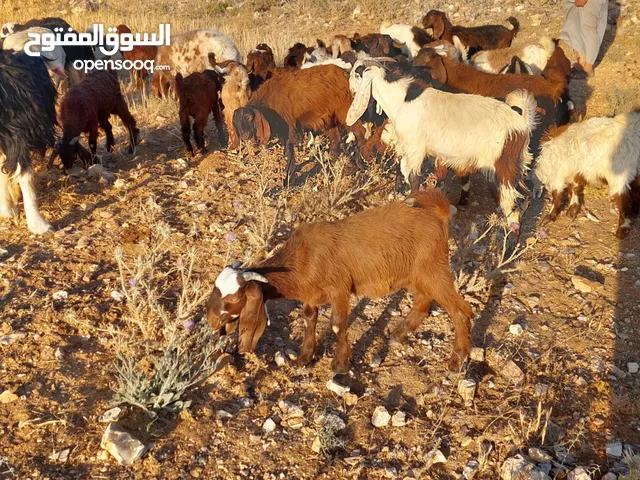 جديان للبيع