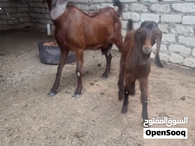 معزة السنة جامعه تحتها عناق قصر بن غشير