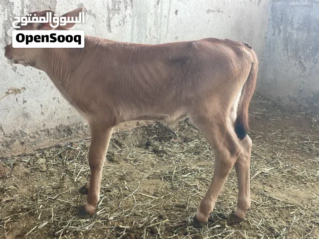 ثور جررسي.....