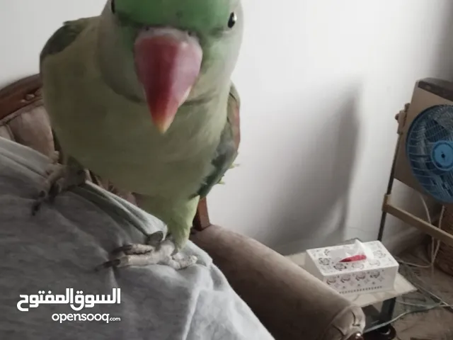 ببغاء كساندرا 90٪ ذكر بداية طوق اليف جدا ما بعض نهائيا بطلع على الايد الكتف ثوب كامل متكلم نمبر ون