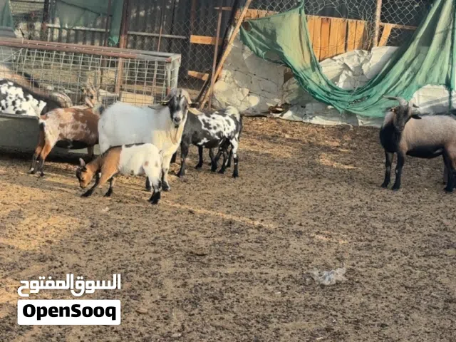 ماعز القزم