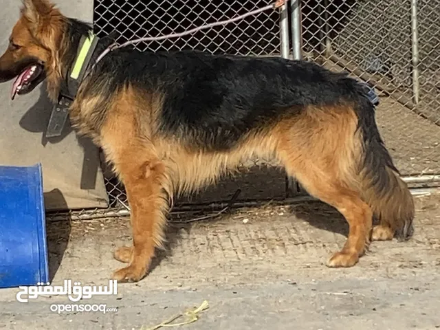 جيرمن شولاين ذكر للبيع