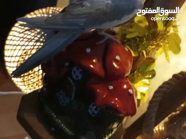 ببغاء للبيع ذكر عمره سنة ونص