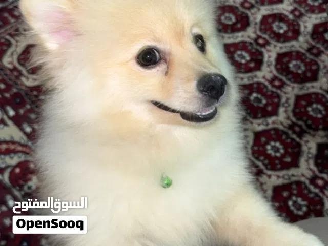 Pomeranian dog Male