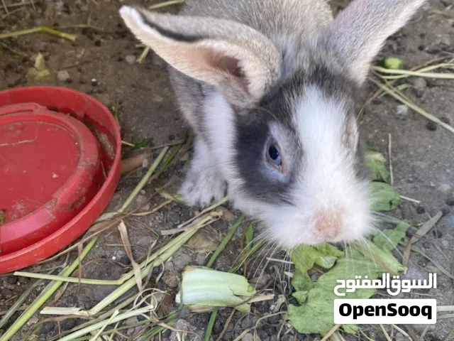 للبيع اًرانب فرنسيه