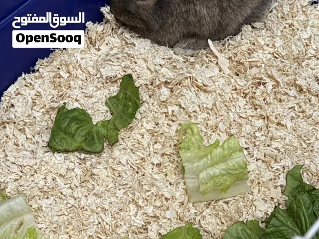 ارانب للبيع