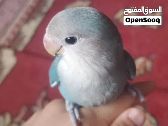 للبيع فرد روز اليف