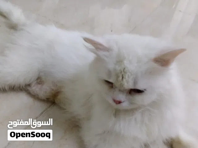 قطه شيرازيه بيضاء