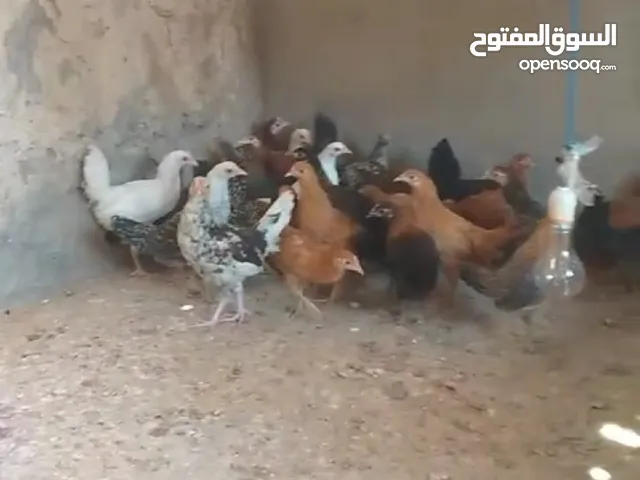 دجاج عماني عمره شهرين ونص