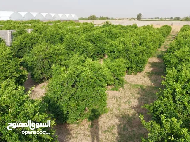 بستان حمضيات للبيع في دزفول – (ایران) مناسب لبناء فيلا