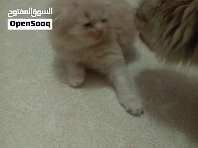 سكوتش فولد لونج هير