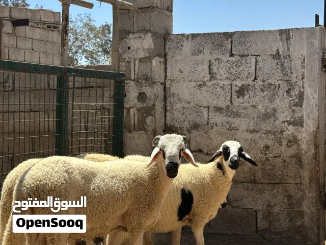 أغنام مغربي(صردي)