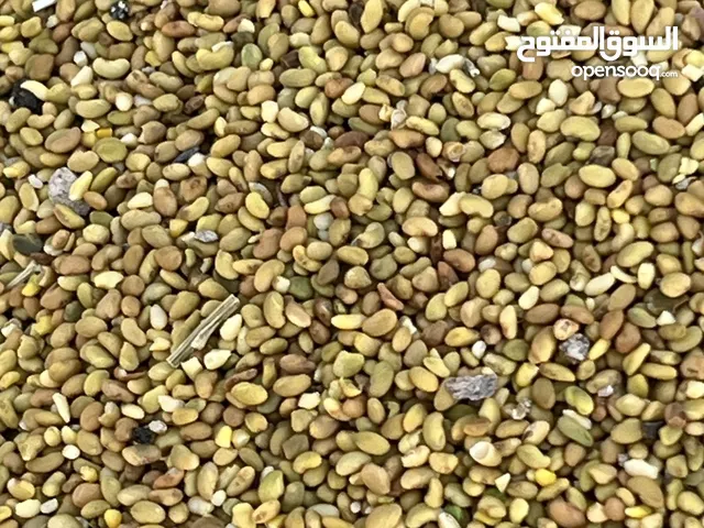 بذر قت عماني