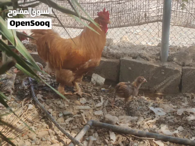 زوج كوشن قوي ومنتج