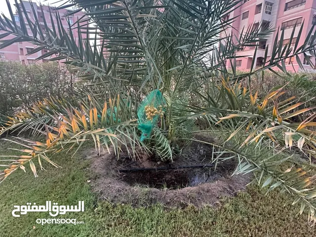 للبيع نخيل برحي وخلاص