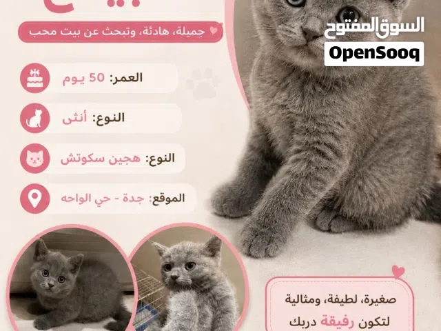 قطه انثي هجين سكوتس