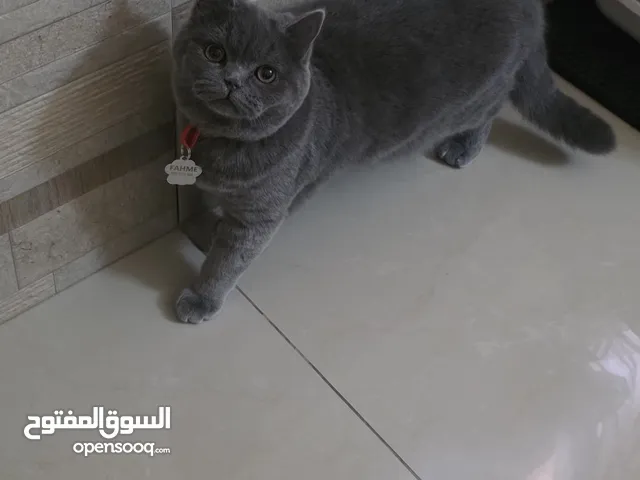 سكوتش ستريت للبيع لعوبة ومرحة