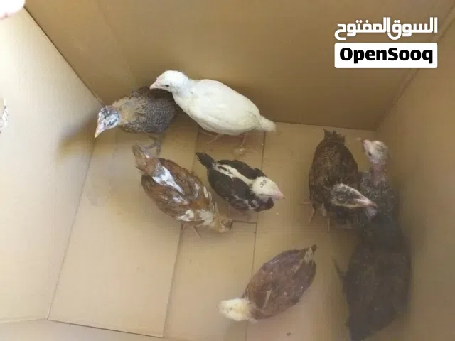 افراخ عرب اصلي العمر40الى50يوم العدد8كلهم دجاج بس ديج واحد سعرتك7,500عنواني شط العرب كباسي