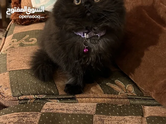 قطط شانشيلا للبيع العمر شهرين لعوبات