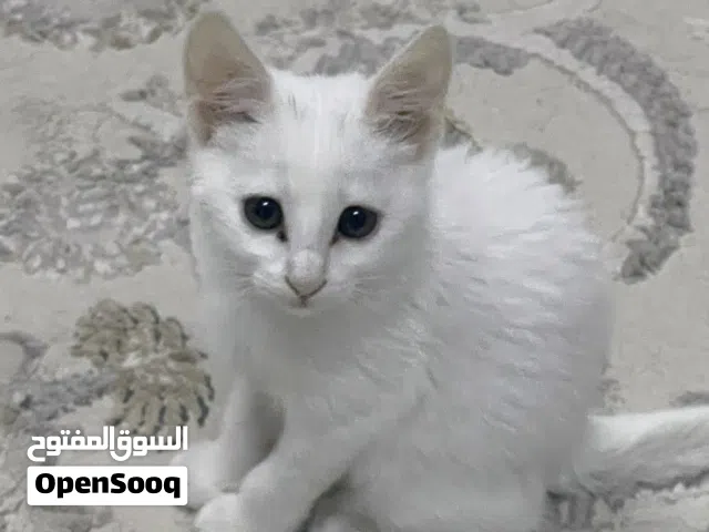قط صغير ابيض للبيع