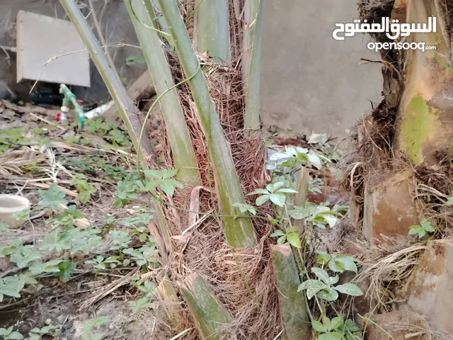 فسائل برحي