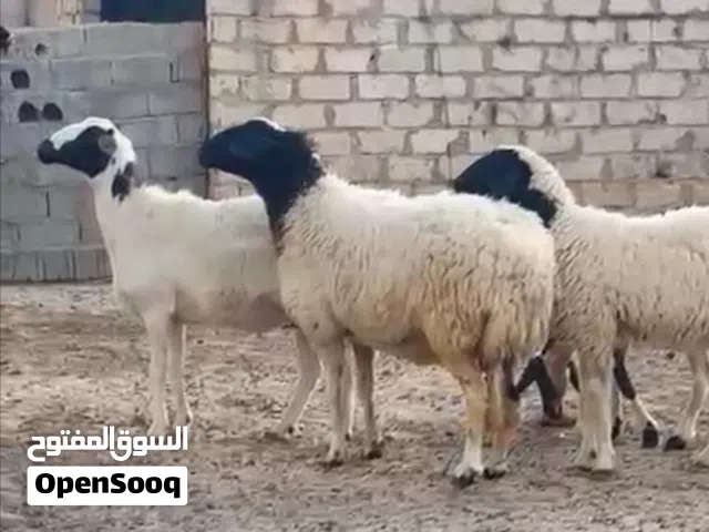 نعاج والدات للبيع