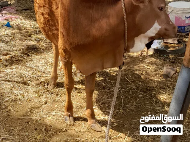 بقره للبيع