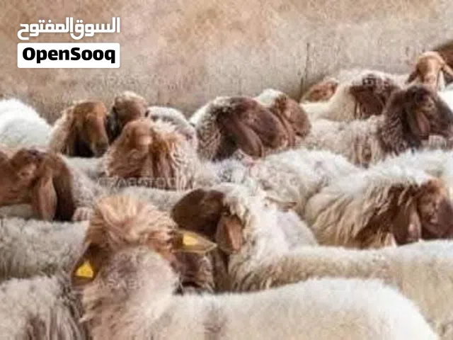 اضاحي او وسيم كل ما تطلبوه موجود