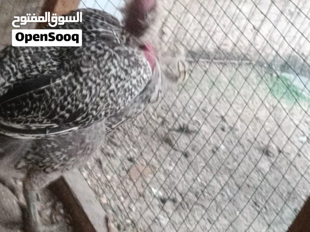 دجاج ابو ركبه برانكلز  ديج ودجاجه كامل القاح شرط الفحص