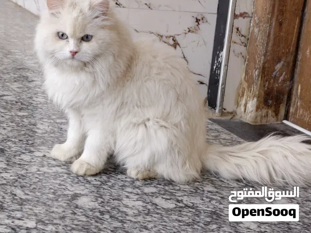 قطه للبيع...