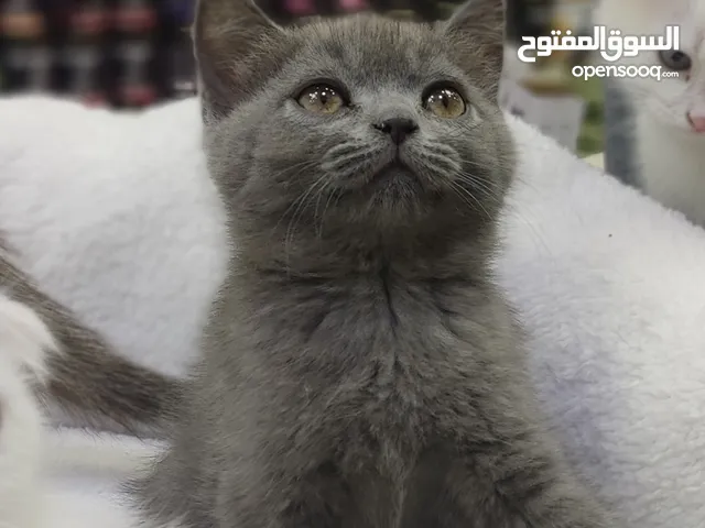 قطط سكوتش فولد وستريت اناث وذكور 60 يوم