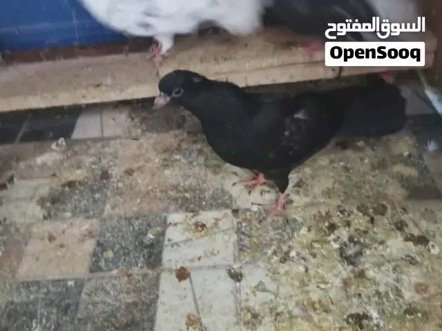 3جواز مع الفراخ