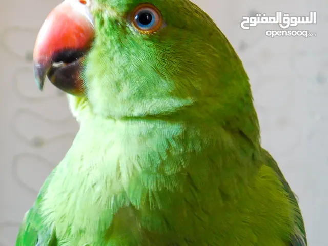 ببغاء درة هندي جامبو اليف ما بعض نهائي ذكر بداية تعلم كلام