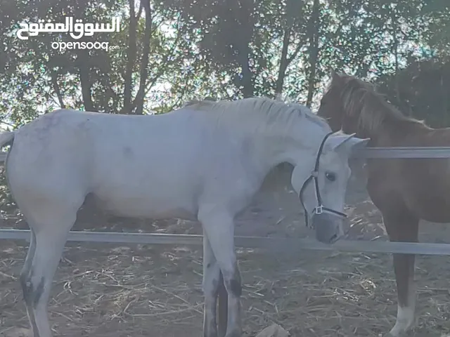فرس عربي اصيل