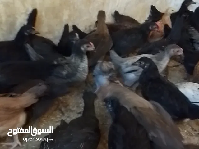 صوص بلدي عمر شهر و شهرين