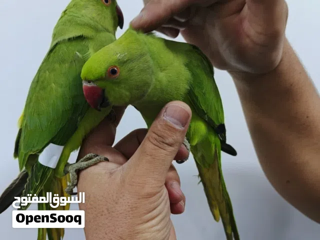 وصل بفضل الله كمية من ببغاء الدرة الهندي الاليف فراخ بلدية عمر 3شهور  مفطومين طيور مميزة جدا