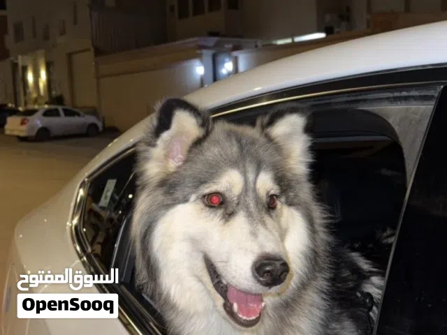 كلب هاسكي بيور