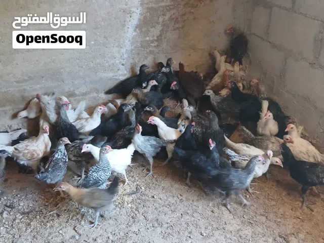 فرخات بلدي للبيع