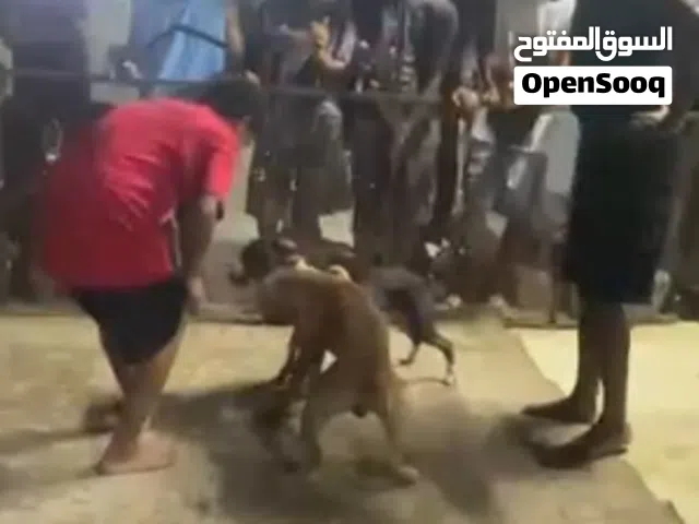 كلب بيتبول فايتر