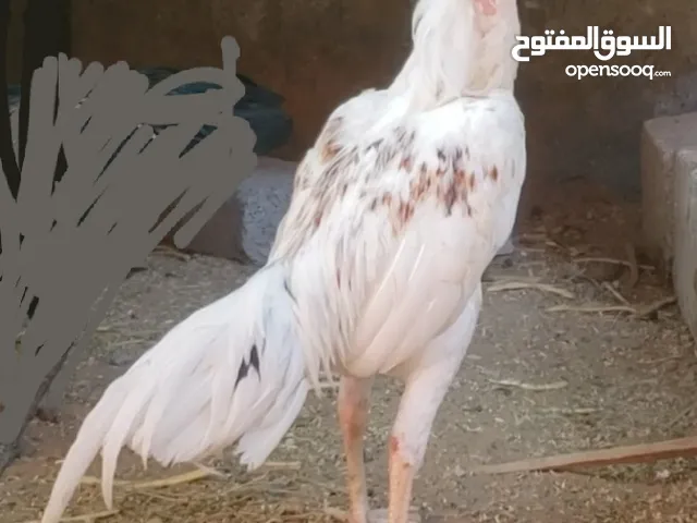 Pakistani miawali aseel pair for sale ras al khaimah