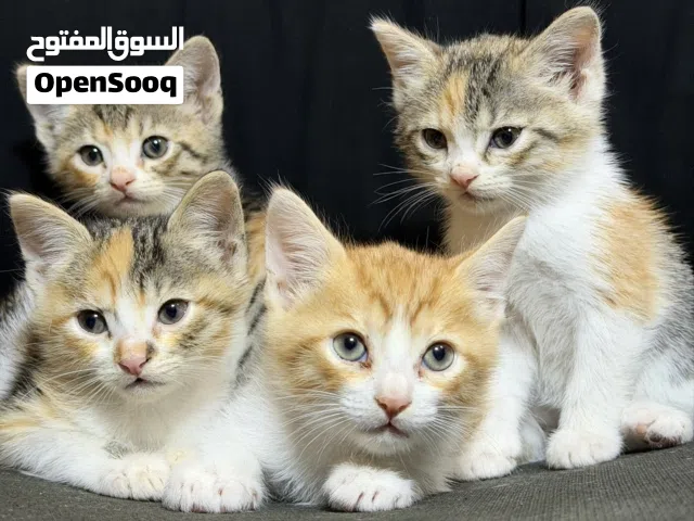 قطط شيرازيه ( مهجنه )