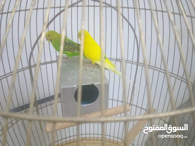 مطلوب عصافير