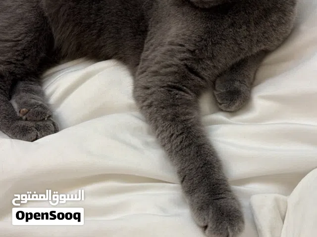 قطوه انثى سكوتش فولد