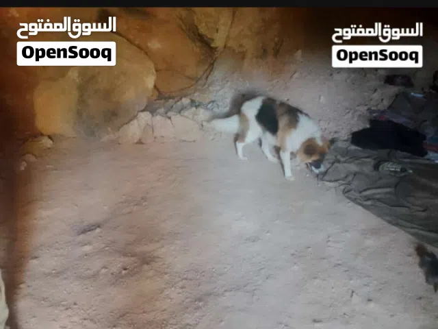 جارو ذكر الاب قوقازي والام جيرمن عمر اربع شهور للبذل على اي كلب او للبيع كلب ضخم جدا عالواقع