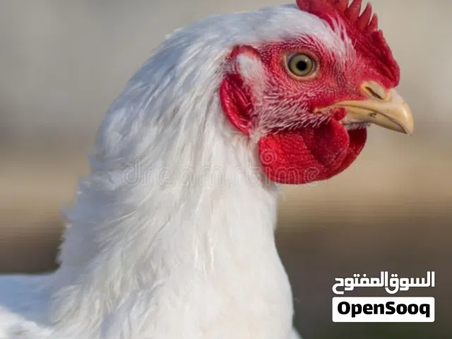 البركة للدجاج الطازج