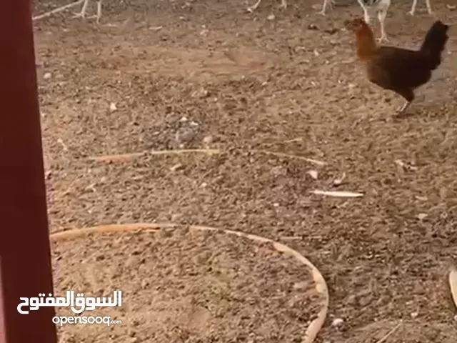 دجاج فرنسي للبيع
