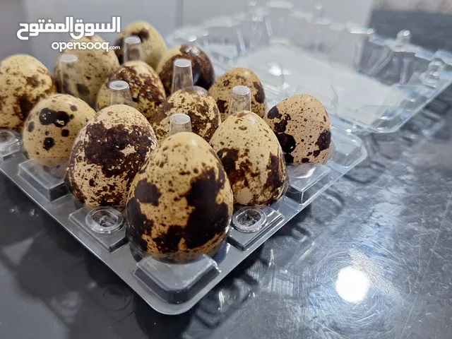 بيض السمان طازج يومياً - جودة عالية وسعر ممتاز