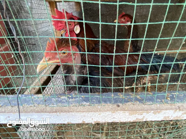 دجاج عرب 2 دجاج 1 ديج